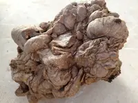 fossil cluster rock.webp
