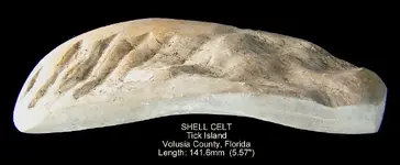 shell_celt_large.webp shell_celt_large.webp