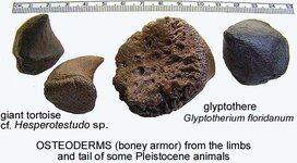 osteodermstortoiseglyptothere.jpg