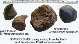 osteodermstortoiseglyptothere.webp