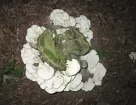 fungi 3.webp