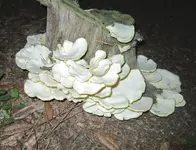 fungi 2.webp