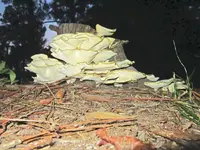 fungi 1.webp