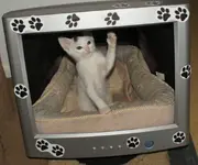 petbed.webp