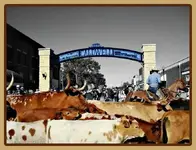 cattle1_0.webp