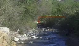 deer.webp