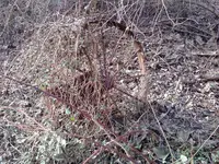 Brians Phone 033.webp