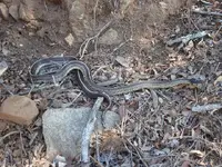 DSC07149rs720x540.webp