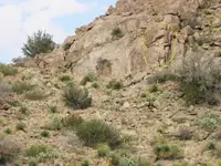 81912 245-dogtthr.webp