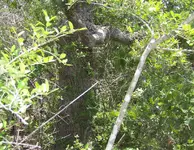 100_0779.webp