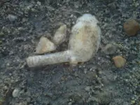 IMG01130-20120731-1924.webp