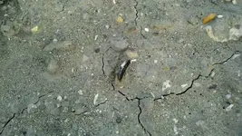 82312 p1.webp