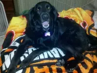 ootieharley.webp