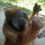 zoomonkey.webp