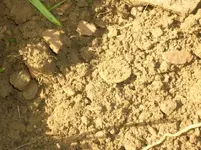 Dirt shot 1.webp