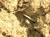 Dirt shot 2.webp
