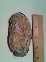 WP_000187.webp
