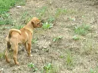 Rory August 14 2012 the day I got him.webp