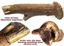 deer_antlerbase.webp