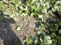 ForumRunner_20120824_181150.webp