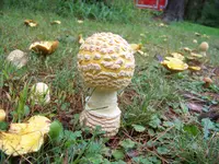 100_0584.webp