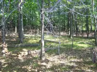 woods 001.webp