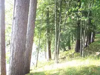 woods 010.webp