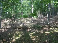 woods 002.webp