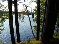 woods 009.webp
