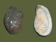 Whale-Bone-Inner-Ear.webp