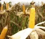 corn.webp