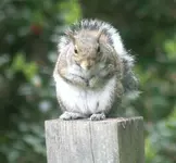 the Watcher.webp