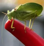katydid_cheryl.webp