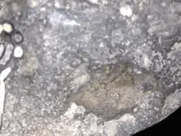 image-3996161159.webp