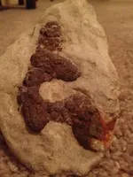 image-4222316137.webp