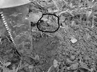RING1A.webp
