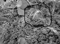 RING3A.webp