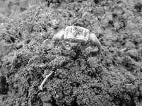 RING5A.webp