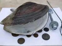 Kép 261.webp