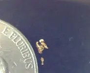 P.A. GOLD.webp