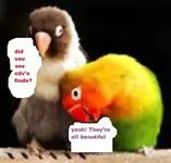 birds.webp