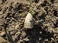 Metal Detecting 444.webp