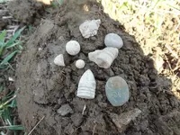 Metal Detecting 445.webp