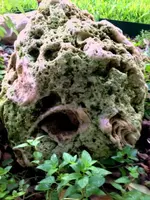 big mossy fossil-like rock.webp