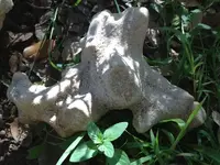 image-1025124914.webp
