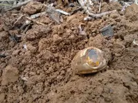 RING13.webp