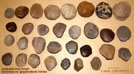osteoderms_limb_31.webp