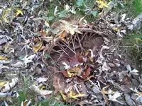 ForumRunner_20121027_161601.webp