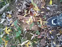 ForumRunner_20121027_161618.webp