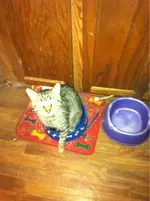 image-1996144379.webp